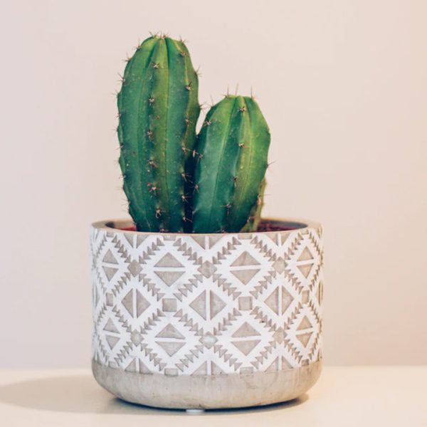 Cactus de escritorio de oficina