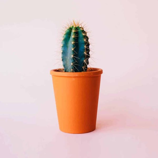 cactus inyectado