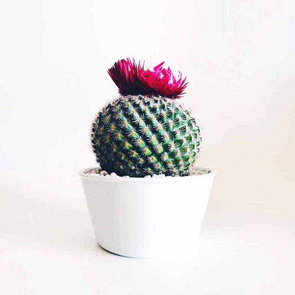 Cactus Anciana