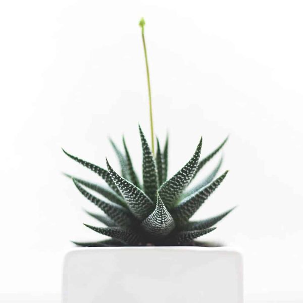 Gonialoe variegata - Imagen 2