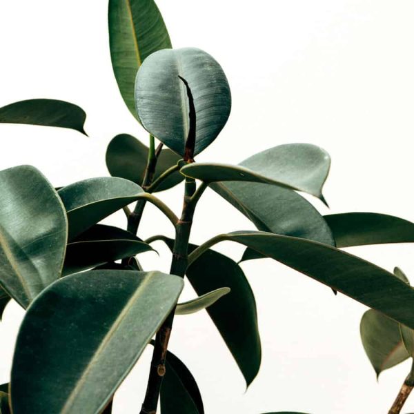 Planta de interior de caucho
