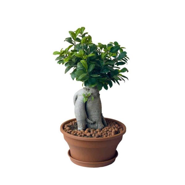 rosa del desierto