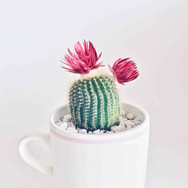 Cactus Anciana - Imagen 3